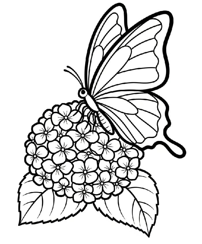Coloriage Papillon et hortensia