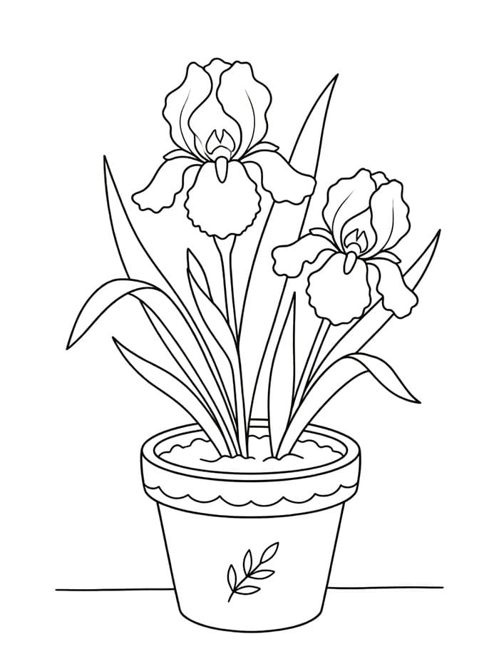 Coloriage Pot à iris
