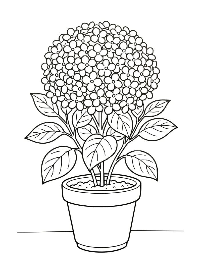 Coloriage Pot de fleurs d'hortensia
