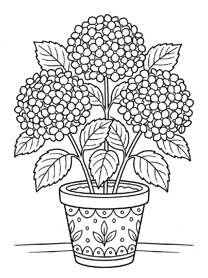 Coloriage Pot de hortensia