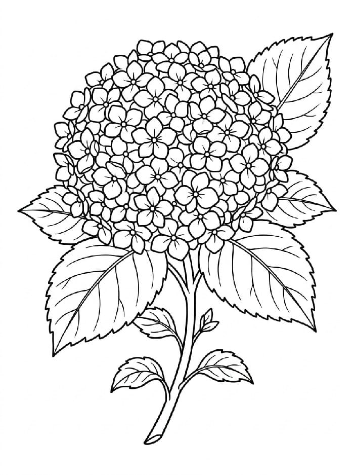 Coloriage Ravissante fleur d'hortensia