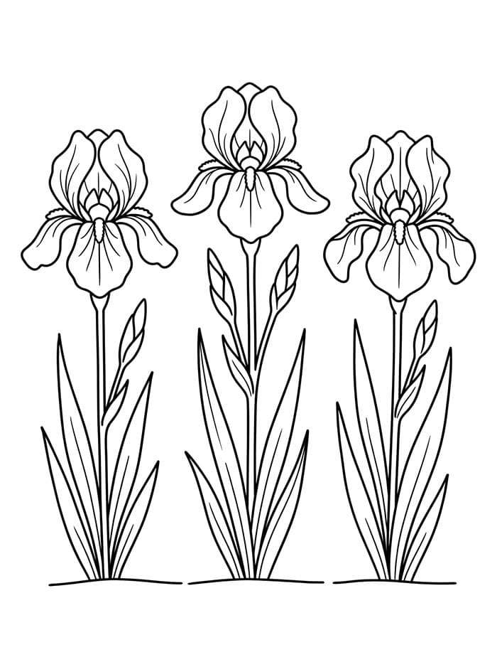 Coloriage Trois fleurs d'iris