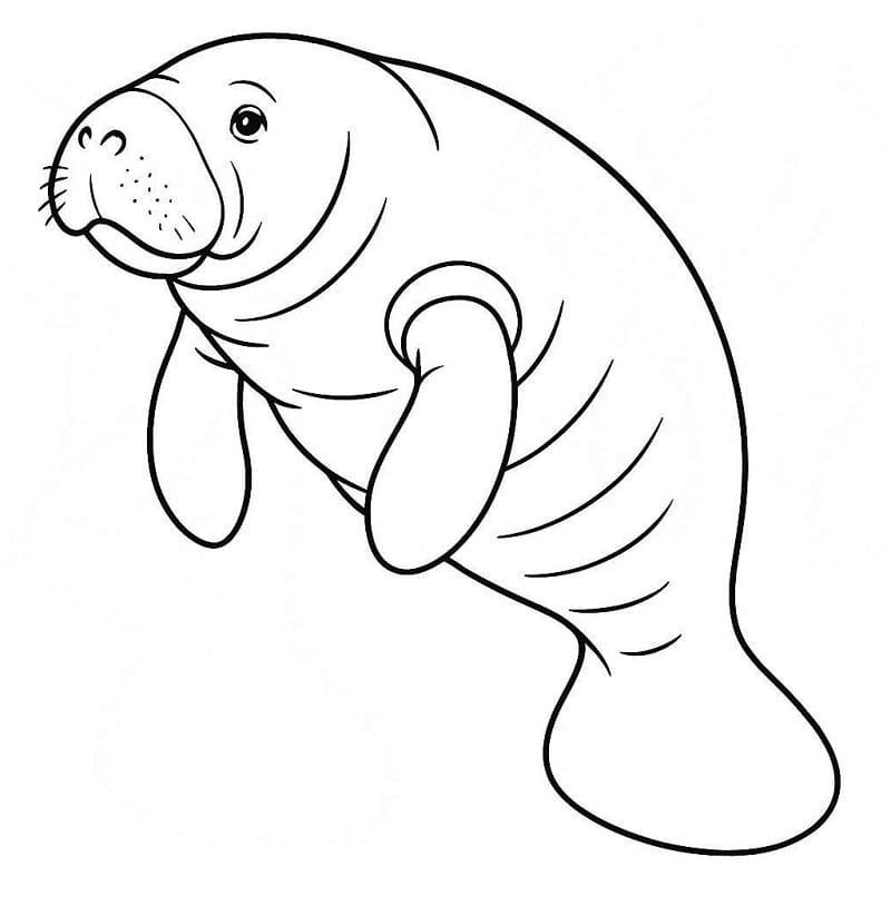 Coloriage Un Lamantin normal