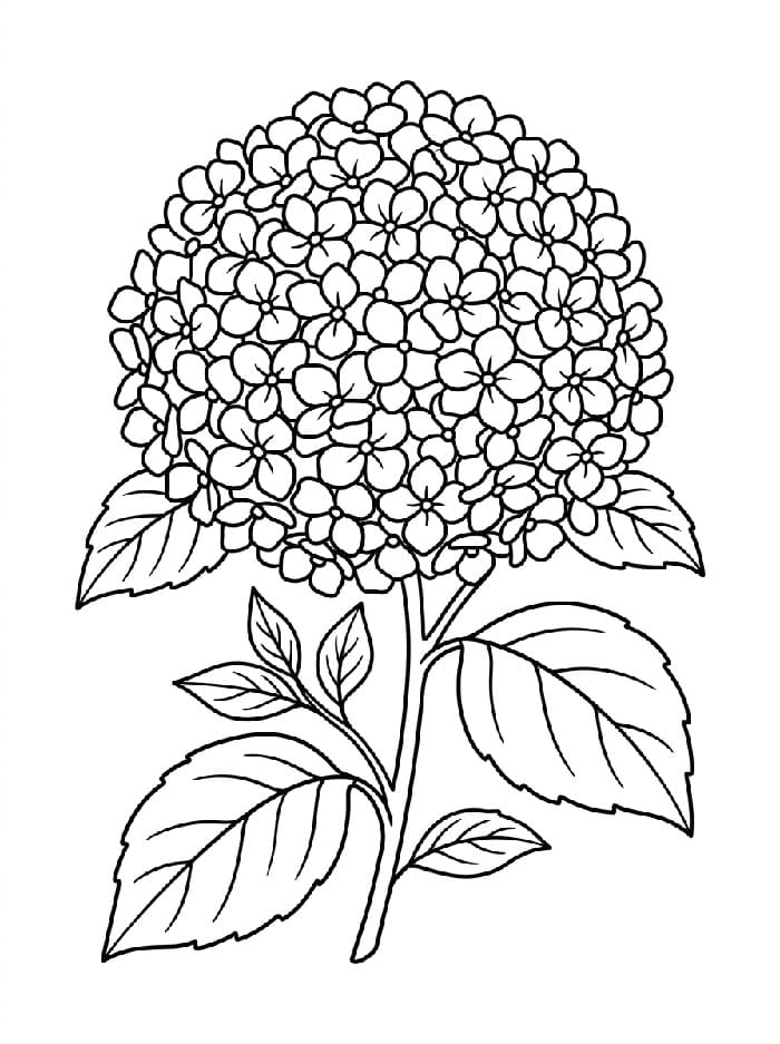 Coloriage Un magnifique hortensia