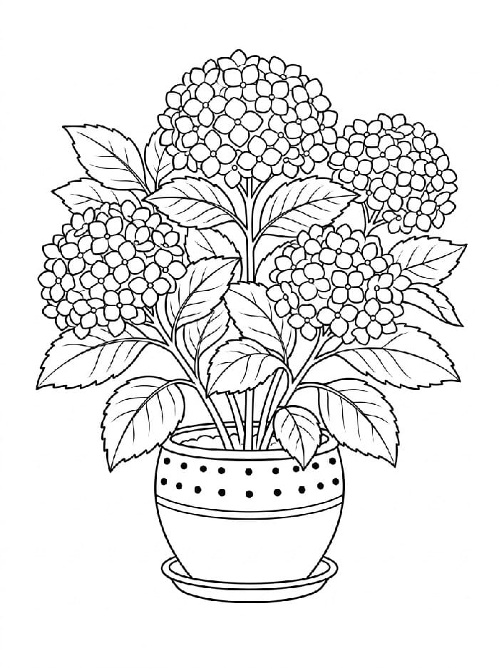 Coloriage Un pot de fleurs d'hortensia