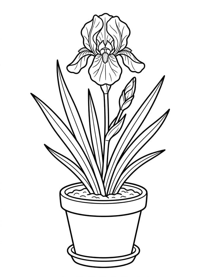 Coloriage Un pot de fleurs Iris