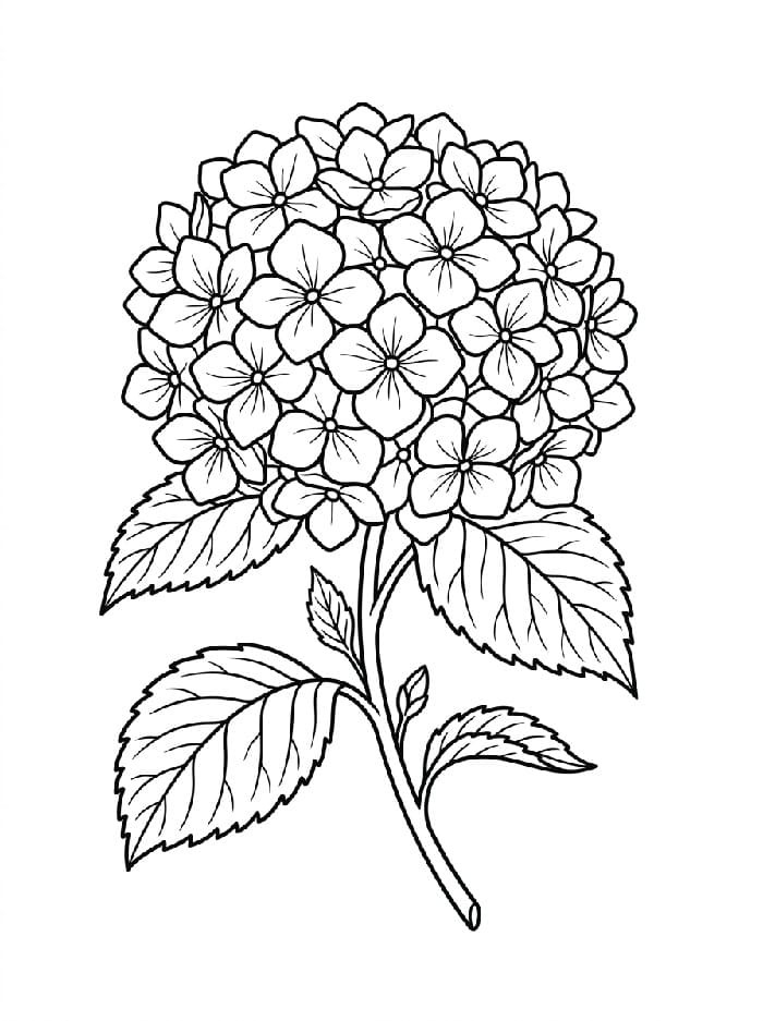 Coloriage Une fleur d'hortensia