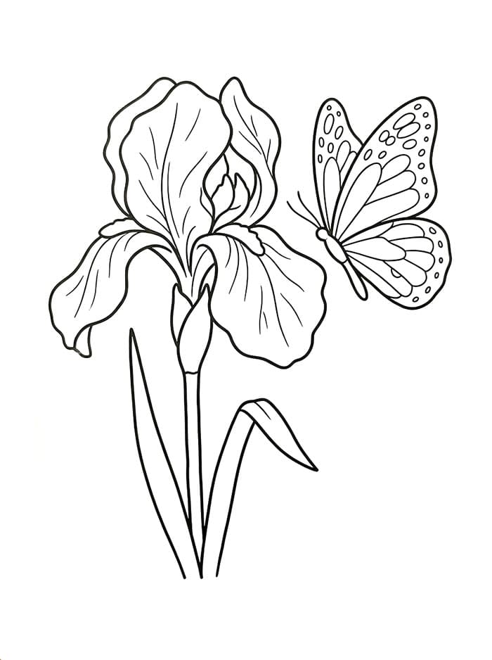 Coloriage Iris