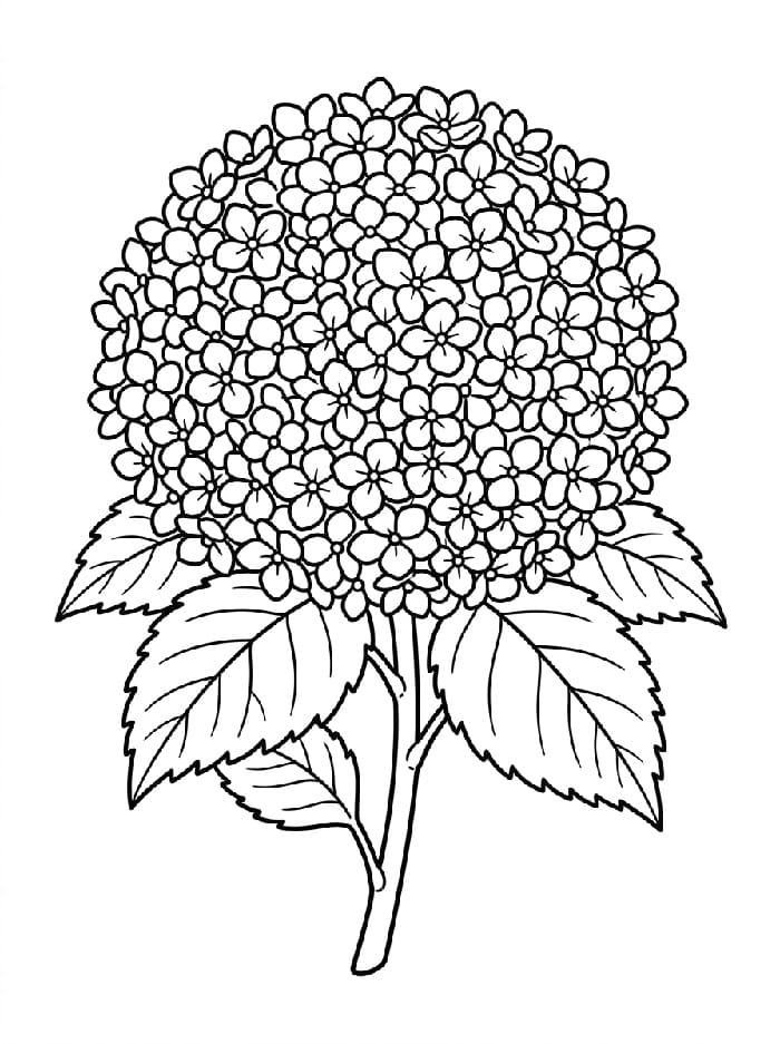 Coloriage Une hortensia