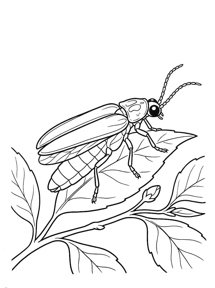Coloriage Une luciole