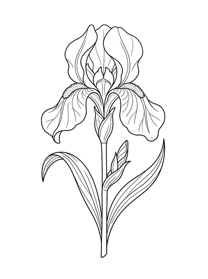 Coloriage Une magnifique fleur d'iris