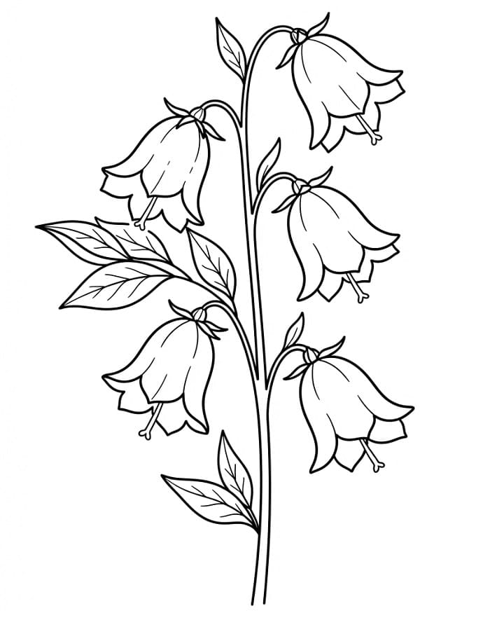 Coloriage Belle campanule