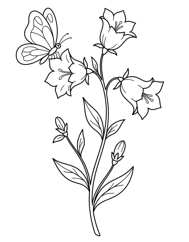 Coloriage Campanule et Papillon