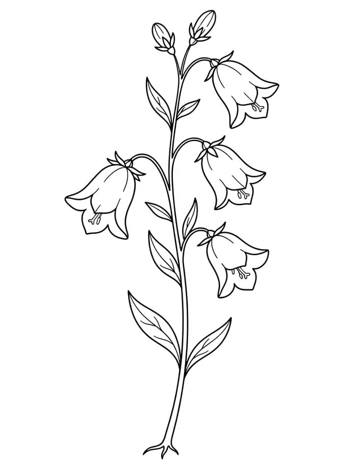 Coloriage Campanule facile