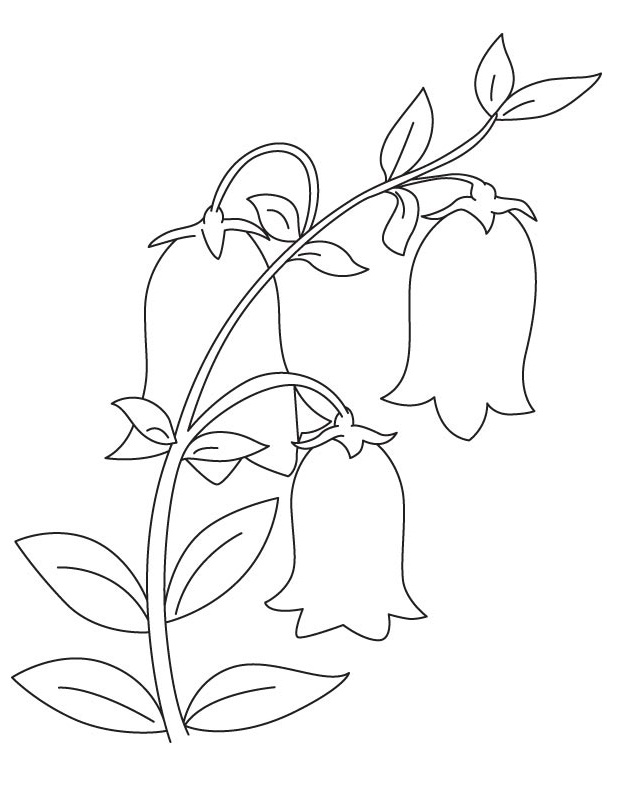 Coloriage Campanule Gratuit Pour les Enfants