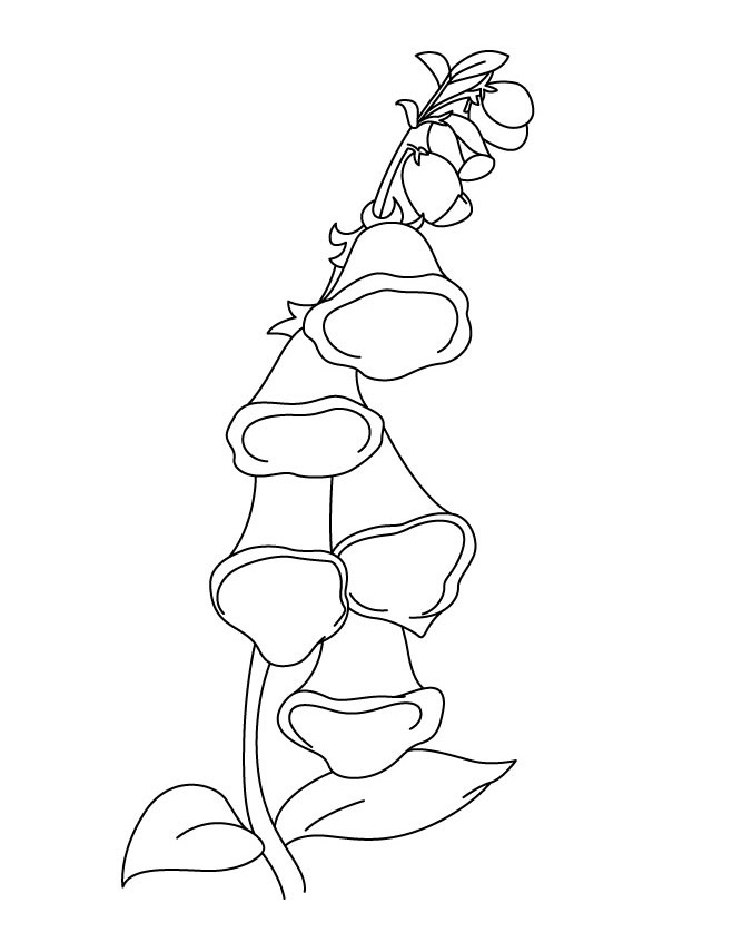 Coloriage Campanule Gratuit