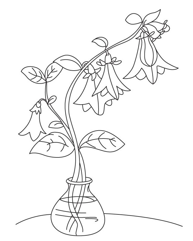 Coloriage Campanule Imprimable Gratuit