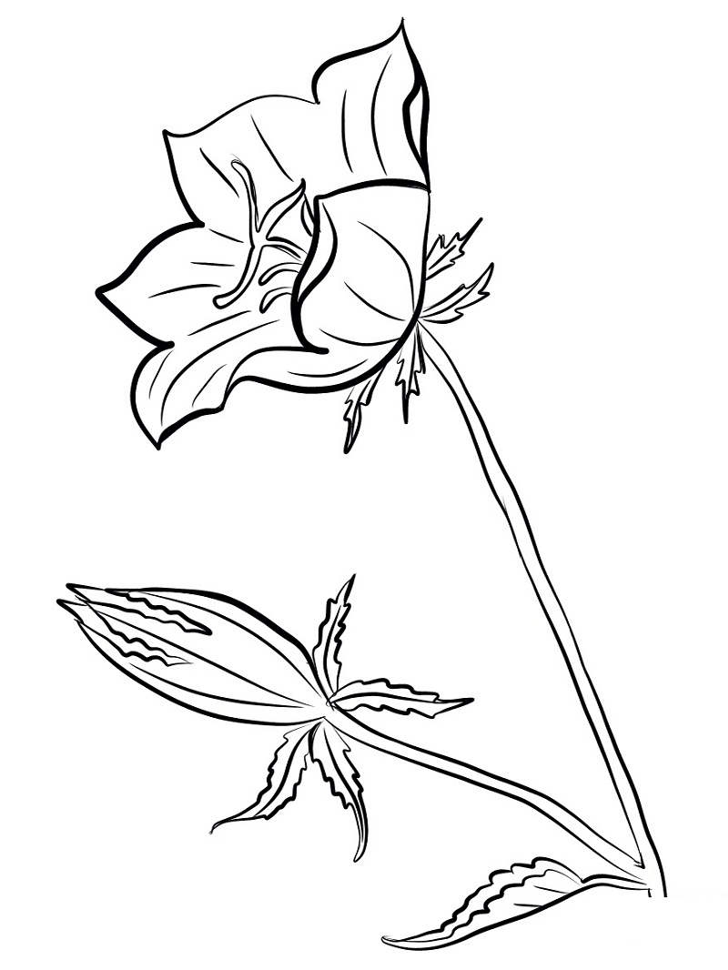 Coloriage Campanule Imprimable