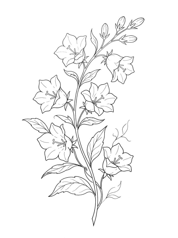 Coloriage Campanule merveilleuse