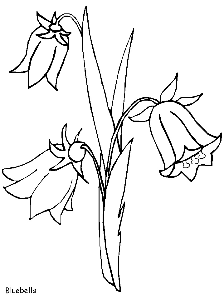 Coloriage Campanule Pour Enfants