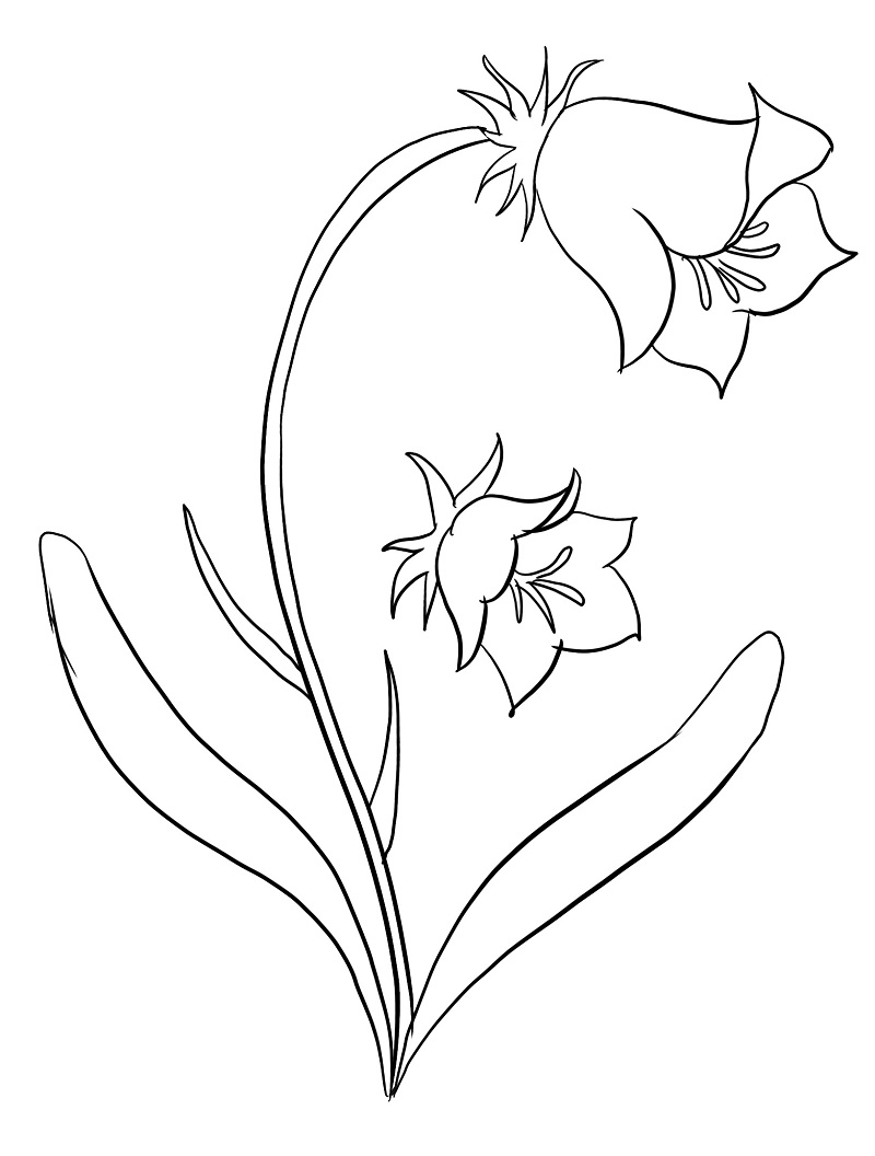 Coloriage Campanule Pour les Enfants