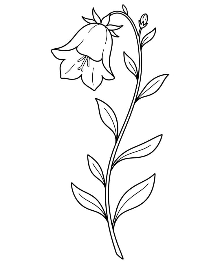 Coloriage Campanule simple