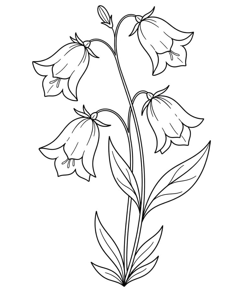 Coloriage Dessin de Campanule Gratuit