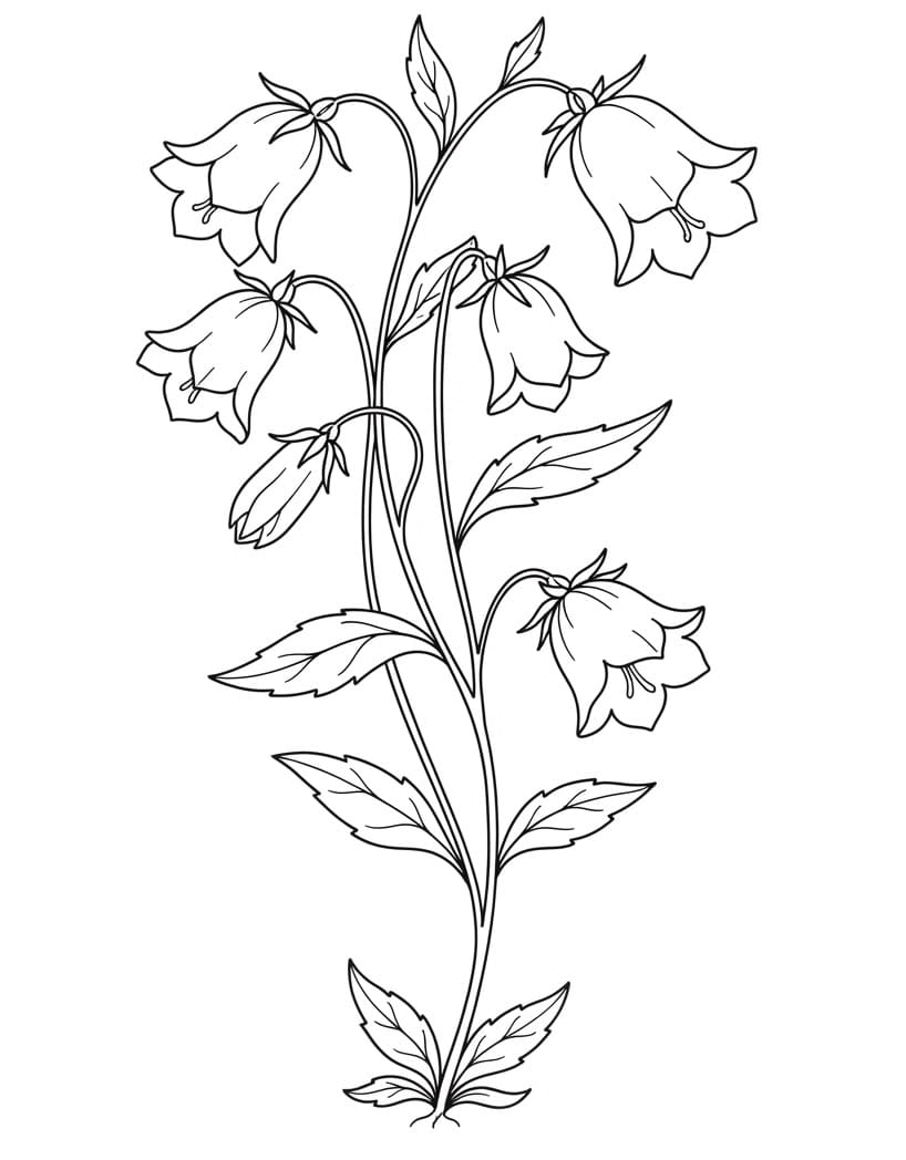 Coloriage Dessin de Campanule