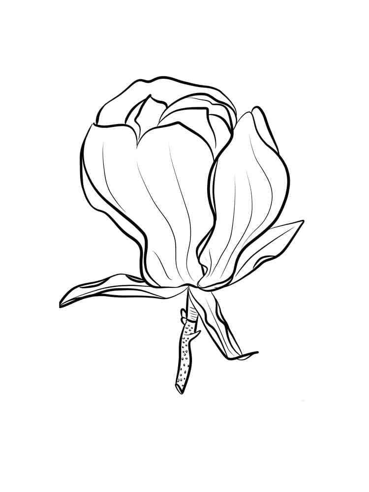 Coloriage Dessin de Magnolia Gratuit