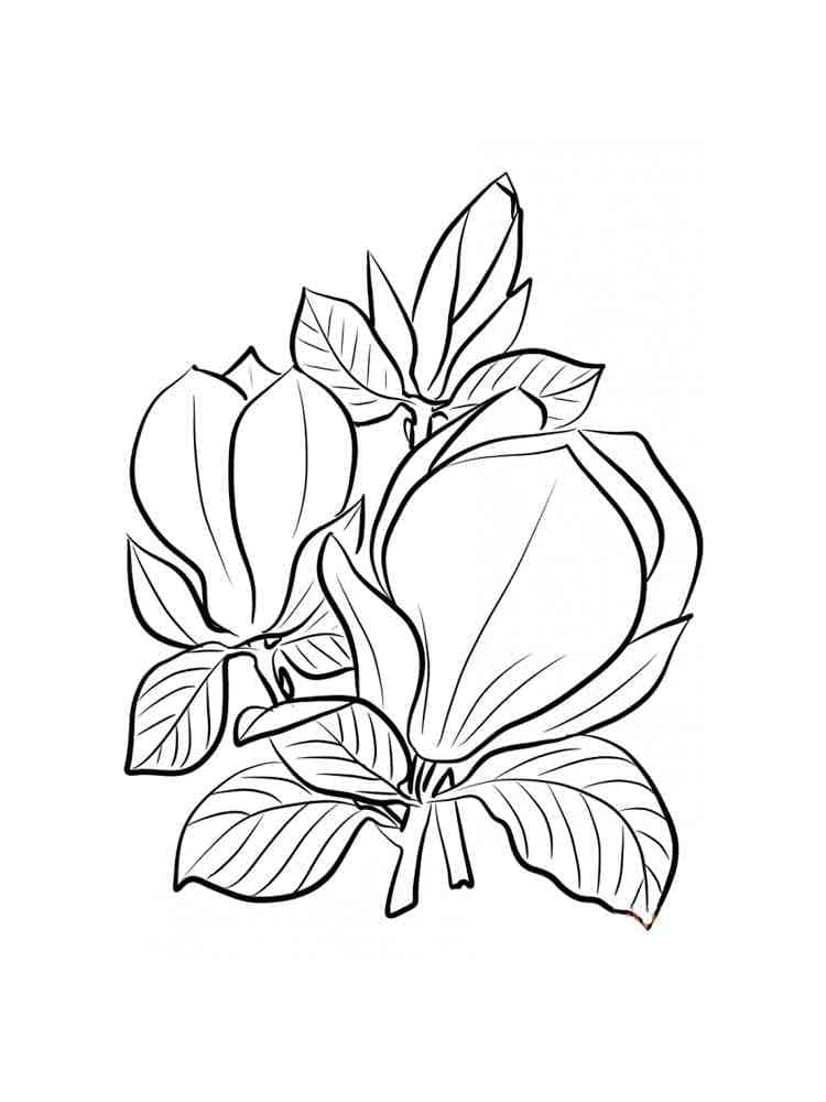 Coloriage Dessin de Magnolia