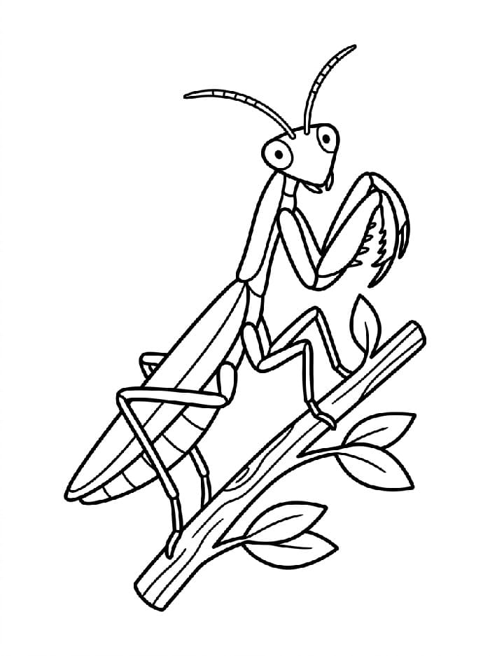 Coloriage Dessin de Mante Religieuse Gratuit