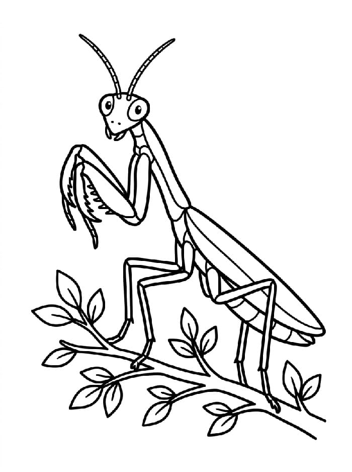 Coloriage Dessin de Mante Religieuse