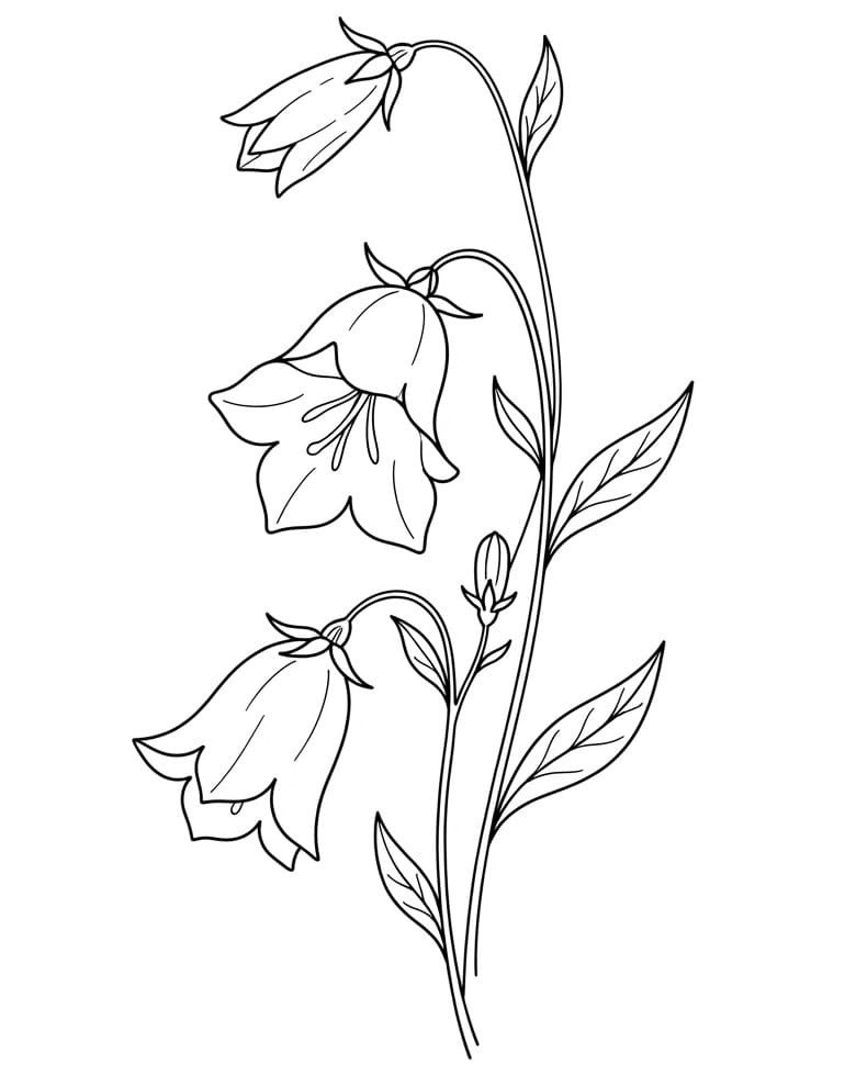 Coloriage Dessin Gratuit de Campanule