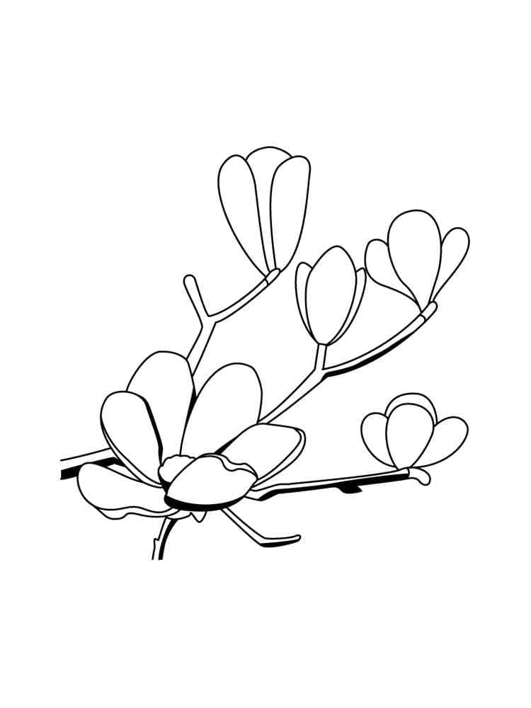 Coloriage Dessin Gratuit de Magnolia