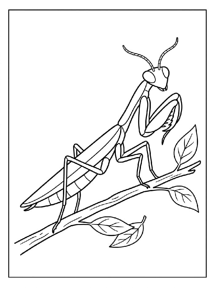 Coloriage Dessin Gratuit de Mante Religieuse