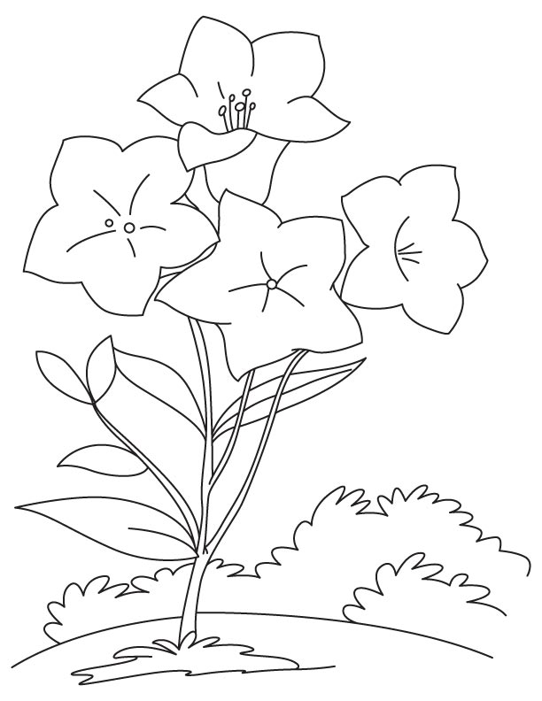 Coloriage Imprimable Gratuit Campanule Pour les Enfants
