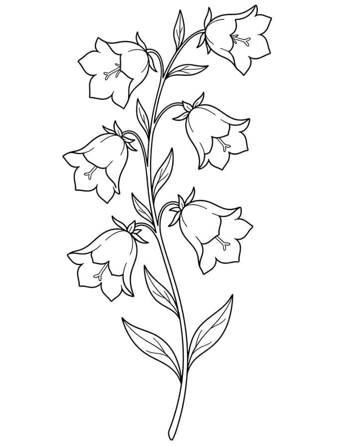 Coloriage Campanule