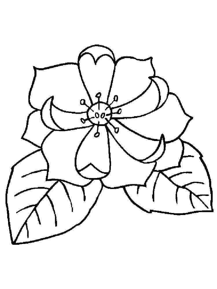 Coloriage Magnolia Gratuit Pour les Enfants