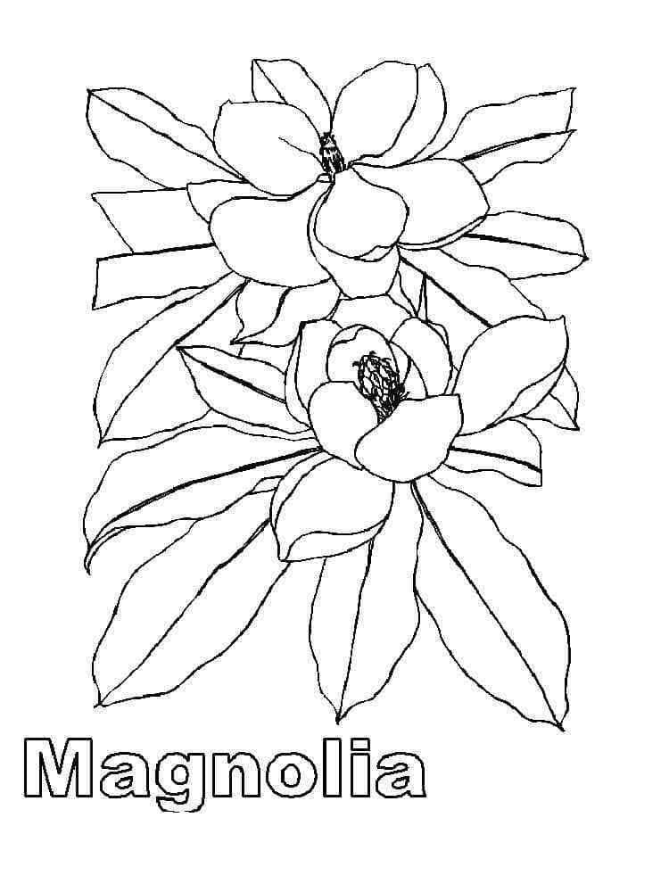Coloriage Magnolia Gratuit