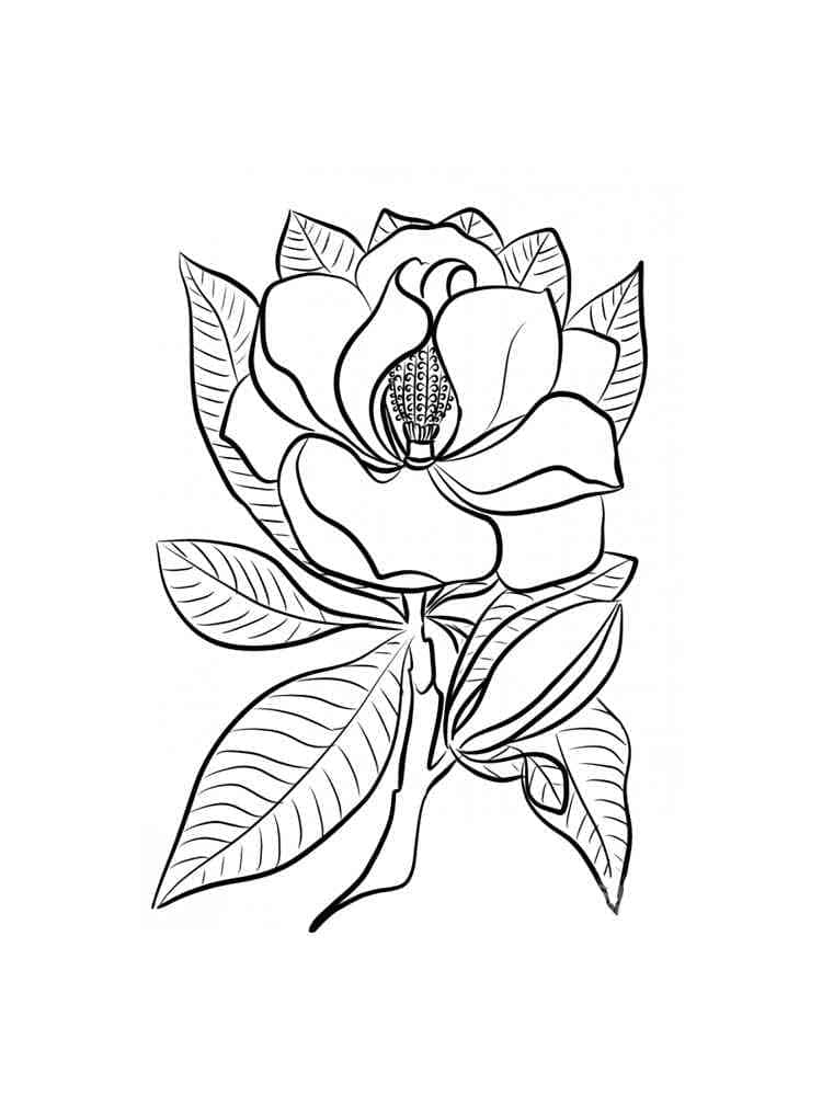 Coloriage Magnolia Imprimable Gratuit Pour les Enfants