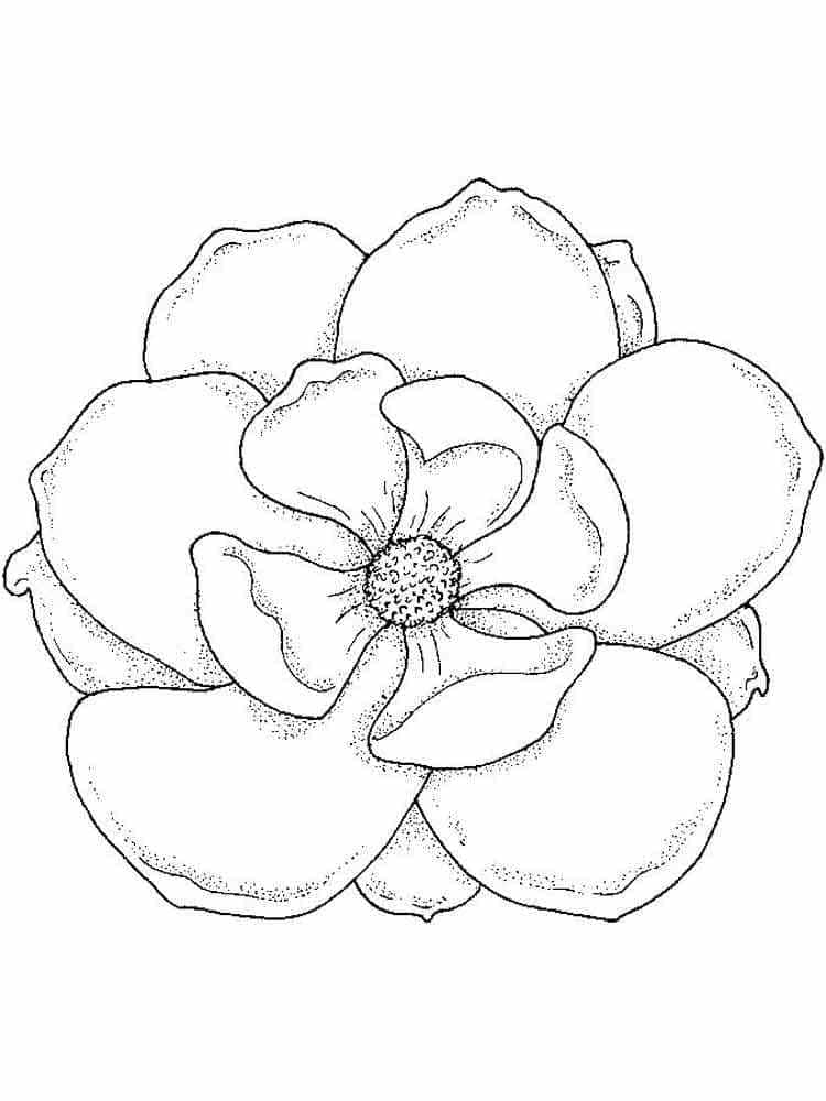 Coloriage Magnolia Imprimable Gratuit