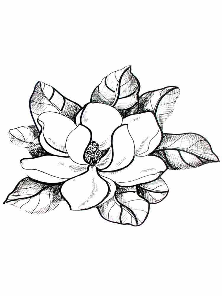 Coloriage Magnolia Imprimable