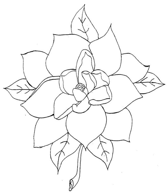 Coloriage Magnolia Pour les Enfants