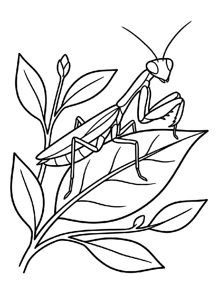 Coloriage Mante religieuse simple