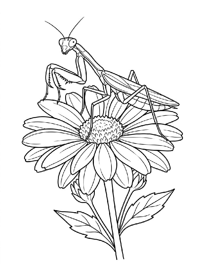 Coloriage Mante religieuse sur une fleur