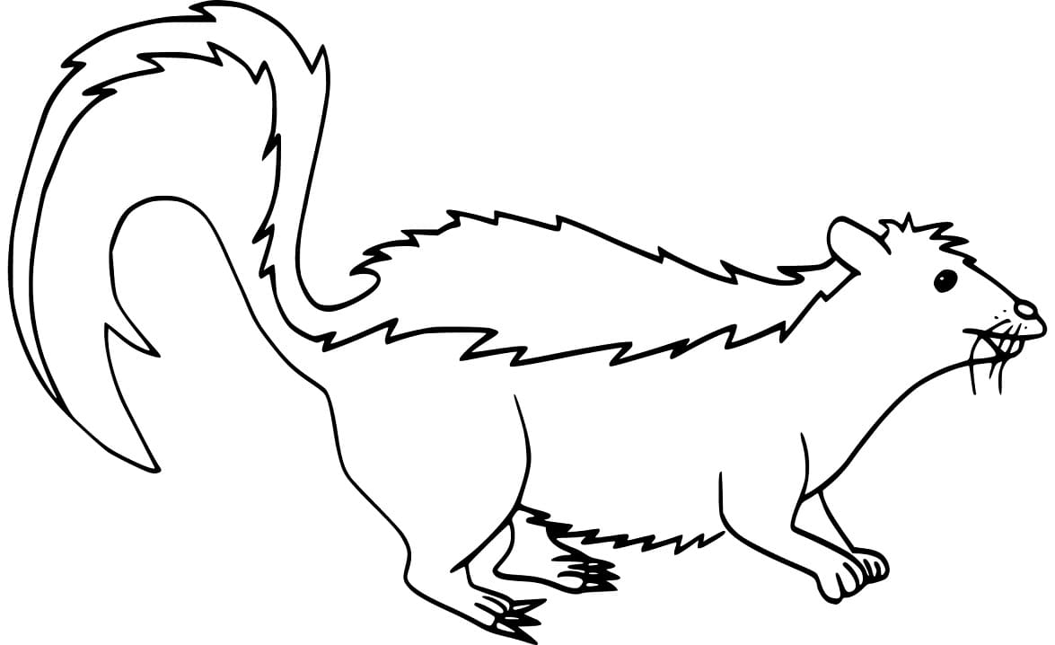 Coloriage Moufette normale