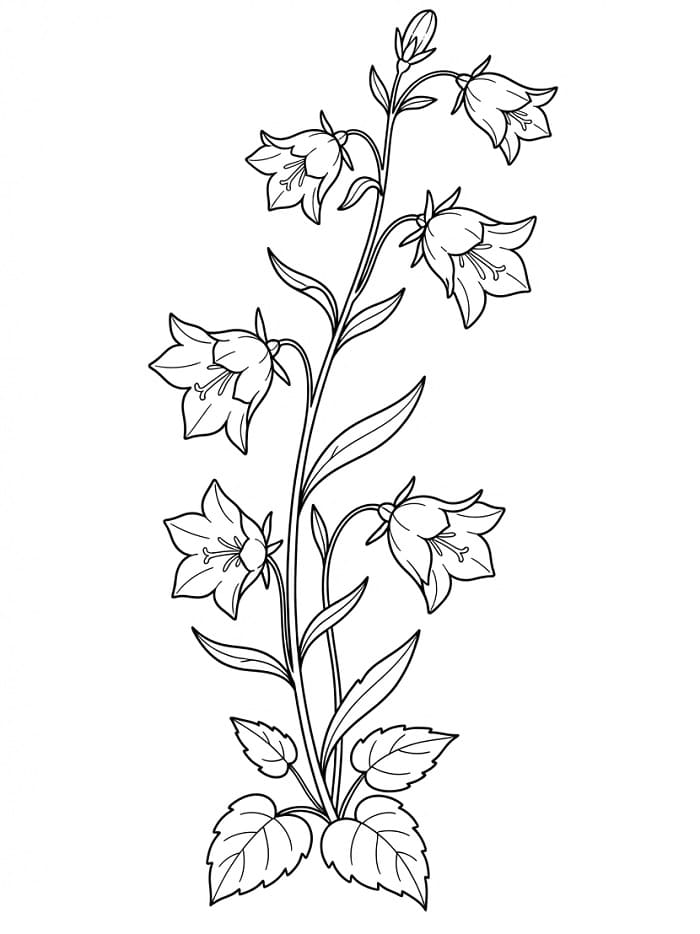 Coloriage Plante campanule