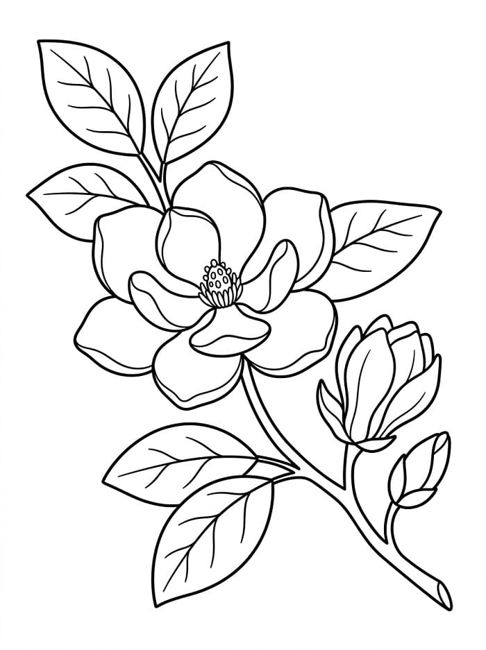 Coloriage Un magnolia