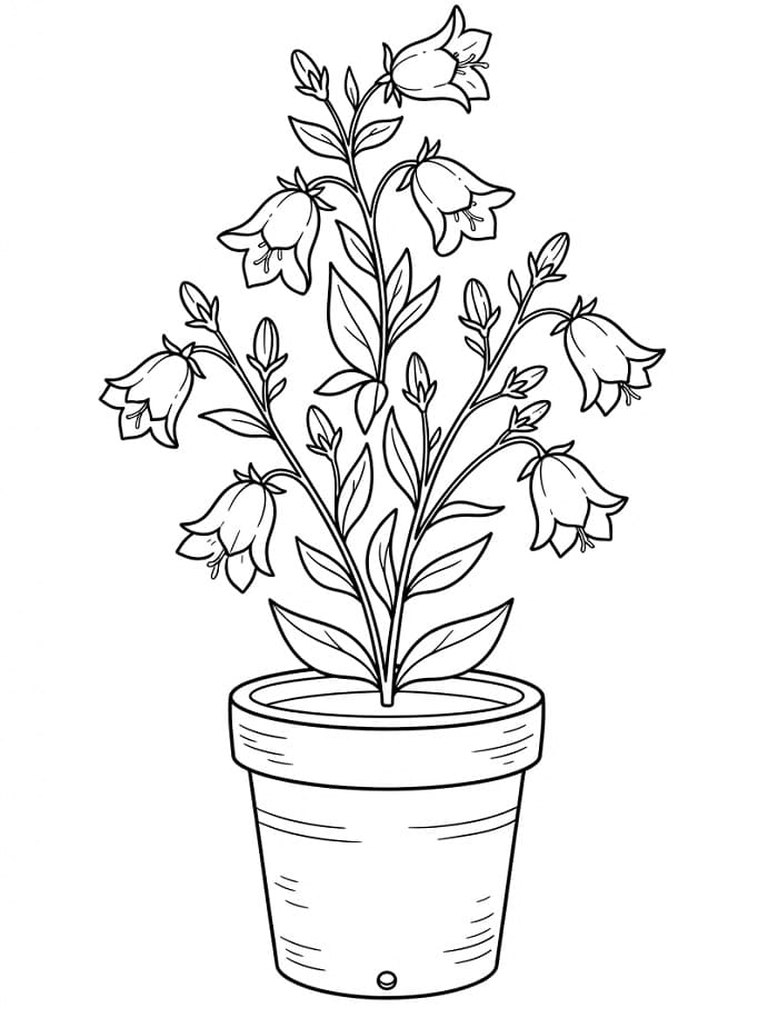 Coloriage Un pot de campanule