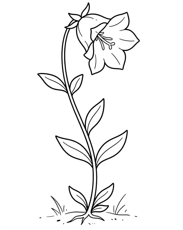 Coloriage Une campanule